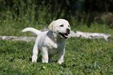 LABRADOR 1070